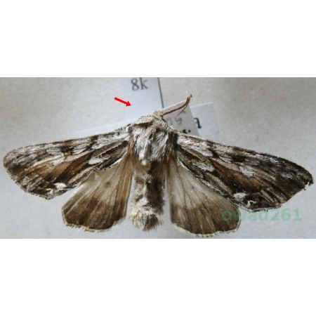 Hyppa rectilinea (Esper, 1788) Gorzyca prostokreska Finland8k